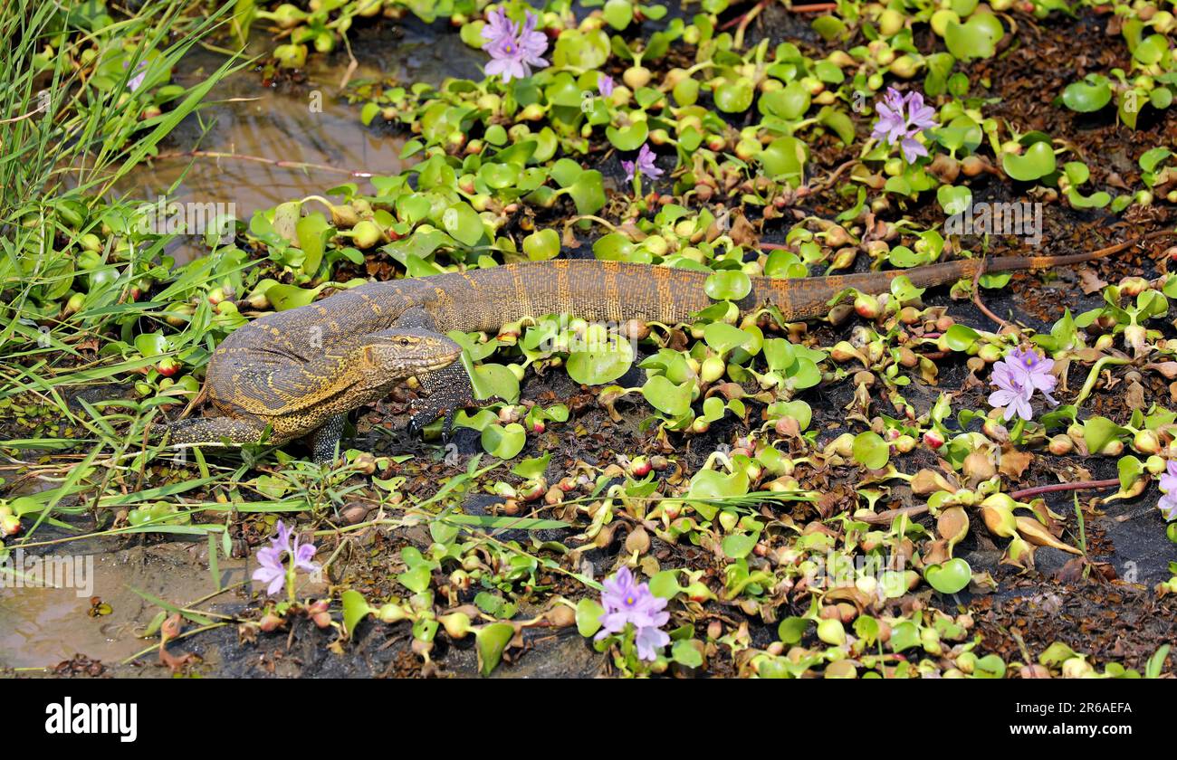 Nilmonitor (Varanus niloticus), Murchison Falls Nationalpark Uganda Stockfoto