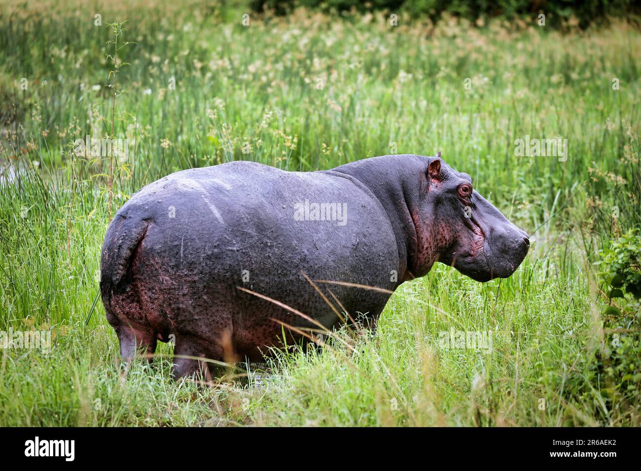 Hippo (Hippopotamus amphibius) im Queen Elizabeth National Park, Uganda Stockfoto