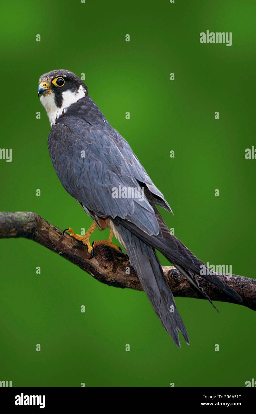 Hobby (Falco subbuteo), Baumfalke, [Europa, europa, Vogel, Voegel, Vögel, Greifvoegel, Raubvögel, Tiere, Tiere, aussen, Outdoor, Ast, Ast Stockfoto