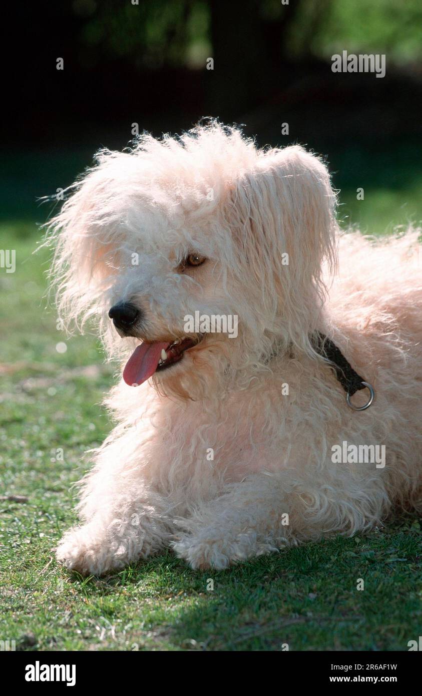 Der Alte Schäferhund, Schäferpudel Stockfoto