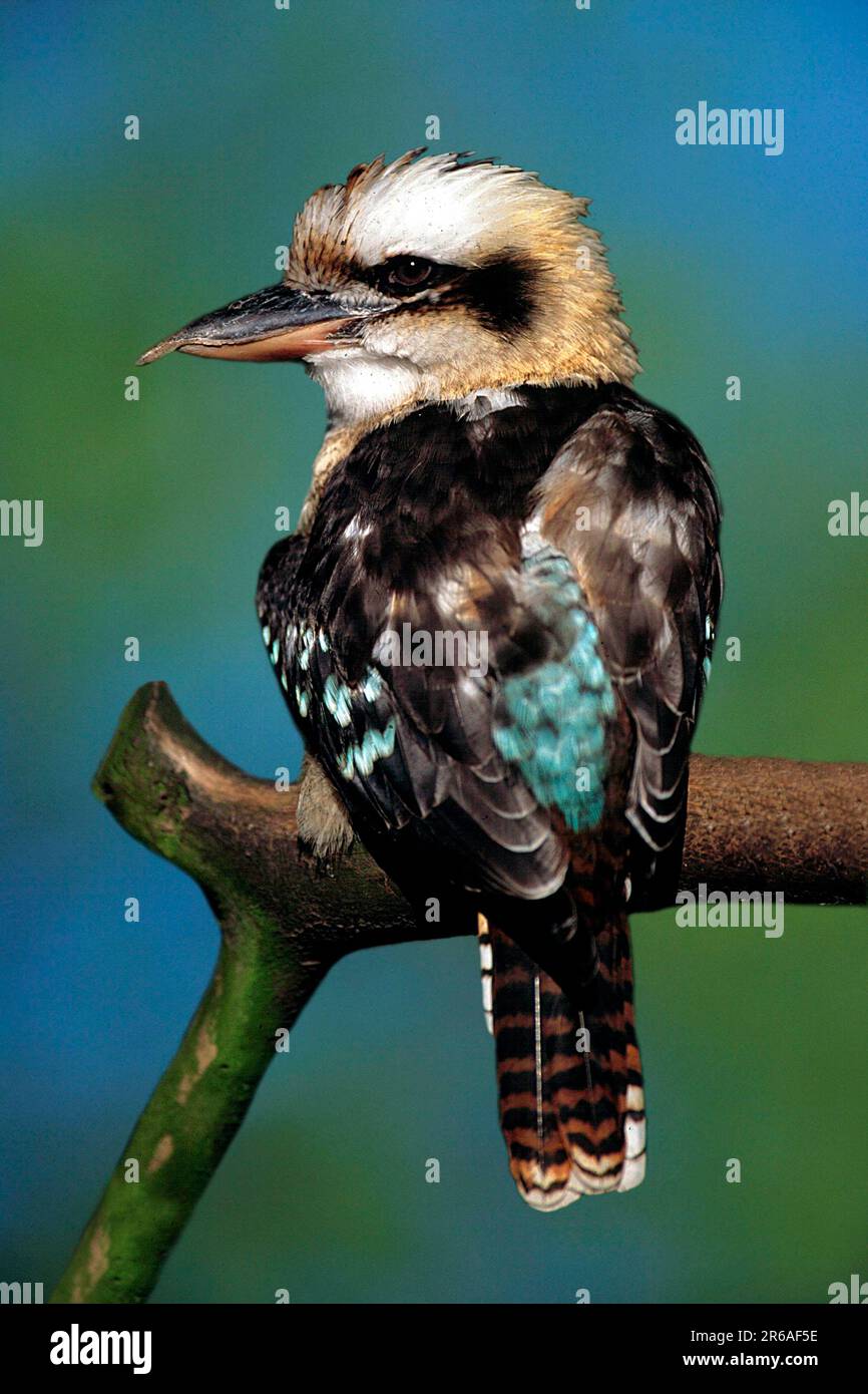 Lachkookaburra (Dacelo novaeguineae) Kookaburra, Hunter Kingfisher, Kingfishers Stockfoto