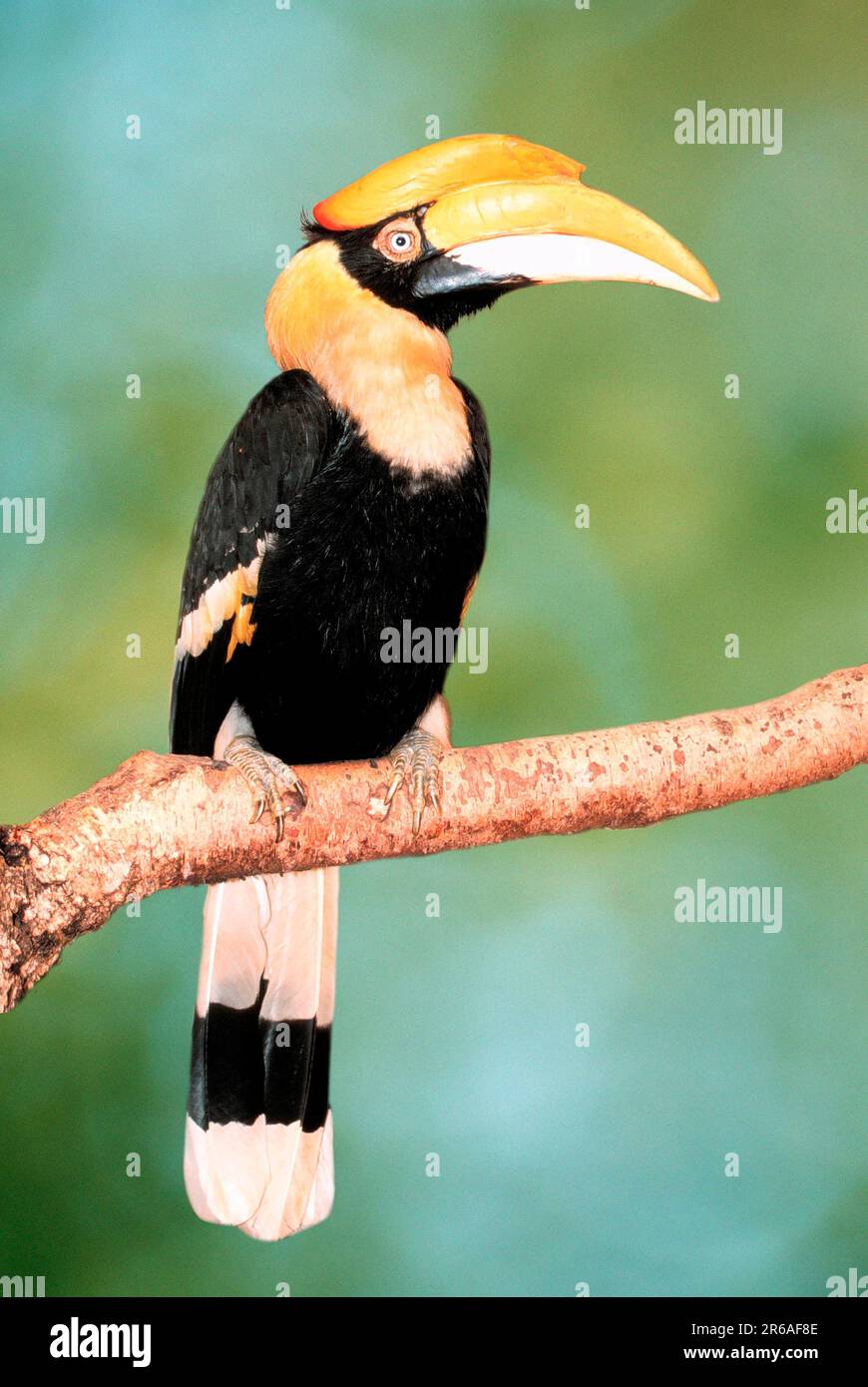 Indischer Hornvogel (Buceros bicornis), männlicher hornvogel, weiblicher Hornvogel (Hornvogel) (vögel) (asien) (Tiere) (außen) (draußen) (Niederlassung) Stockfoto