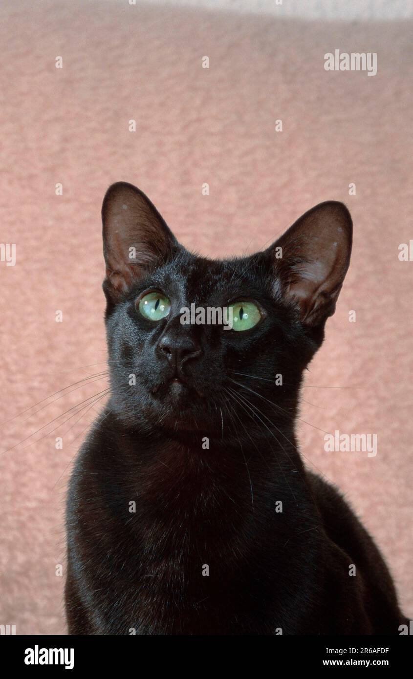 Oriental Shorthair Cat, Black, Oriental Shorthair Cat, Black, OKH, Oriental Shorthair, Ebony (Säugetiere) (Hauskatze) (Stammkatzen) Stockfoto