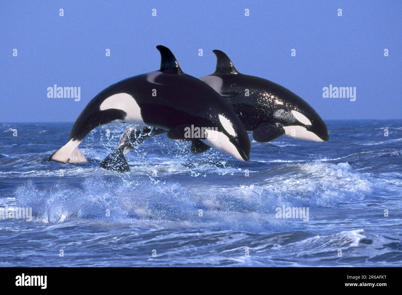 Orcas, Killerwale (Orcinus orca), Orcas (Tiere) (außen) (außen) (Seite) (Erwachsener) (Bewegung) (Bewegung) (Sprung) (Springen) (Paar) (zwei) Stockfoto