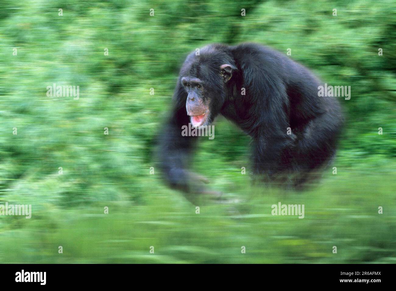 Schimpanse (Pan troglodytes), männlich, laufend Stockfoto