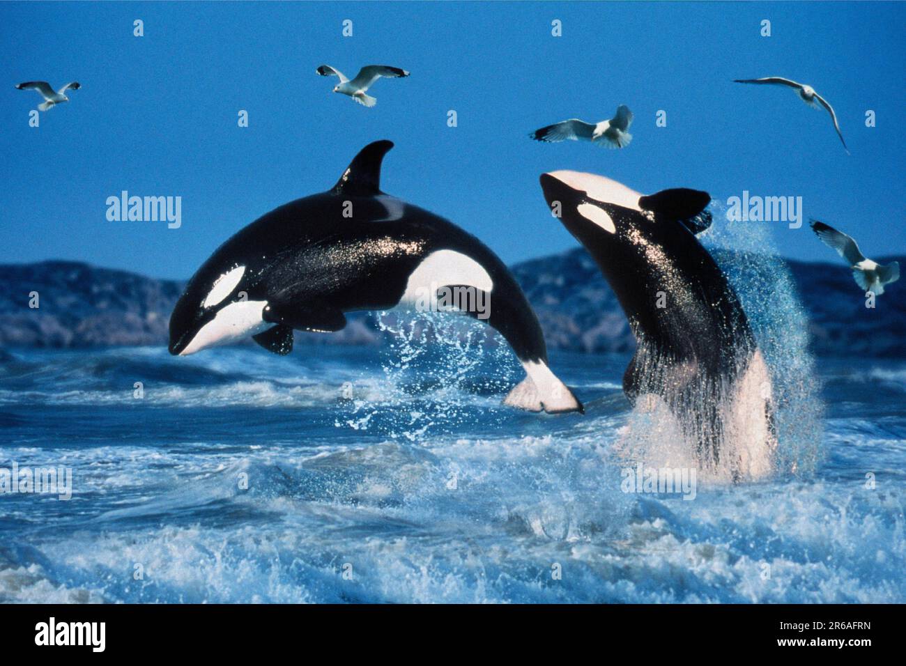 Schwertwale (Orcinus Orca) Stockfoto