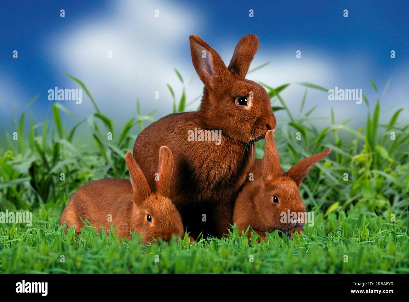 Rotes neuseeländisches Kaninchen mit Kätzchen, rotes neuseeländisches Kaninchen, rotes neuseeländisches Kaninchen Stockfoto