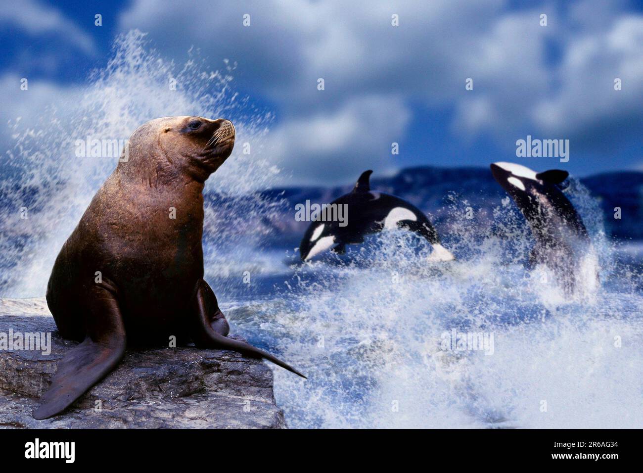 Südamerikanischer Seelöwen (Otaria byronia) und Springorcas (Orcinus orca), Maehnenrobbe und Springende Orkas oder Schwertwale, Saeugetiere, Säugetiere Stockfoto