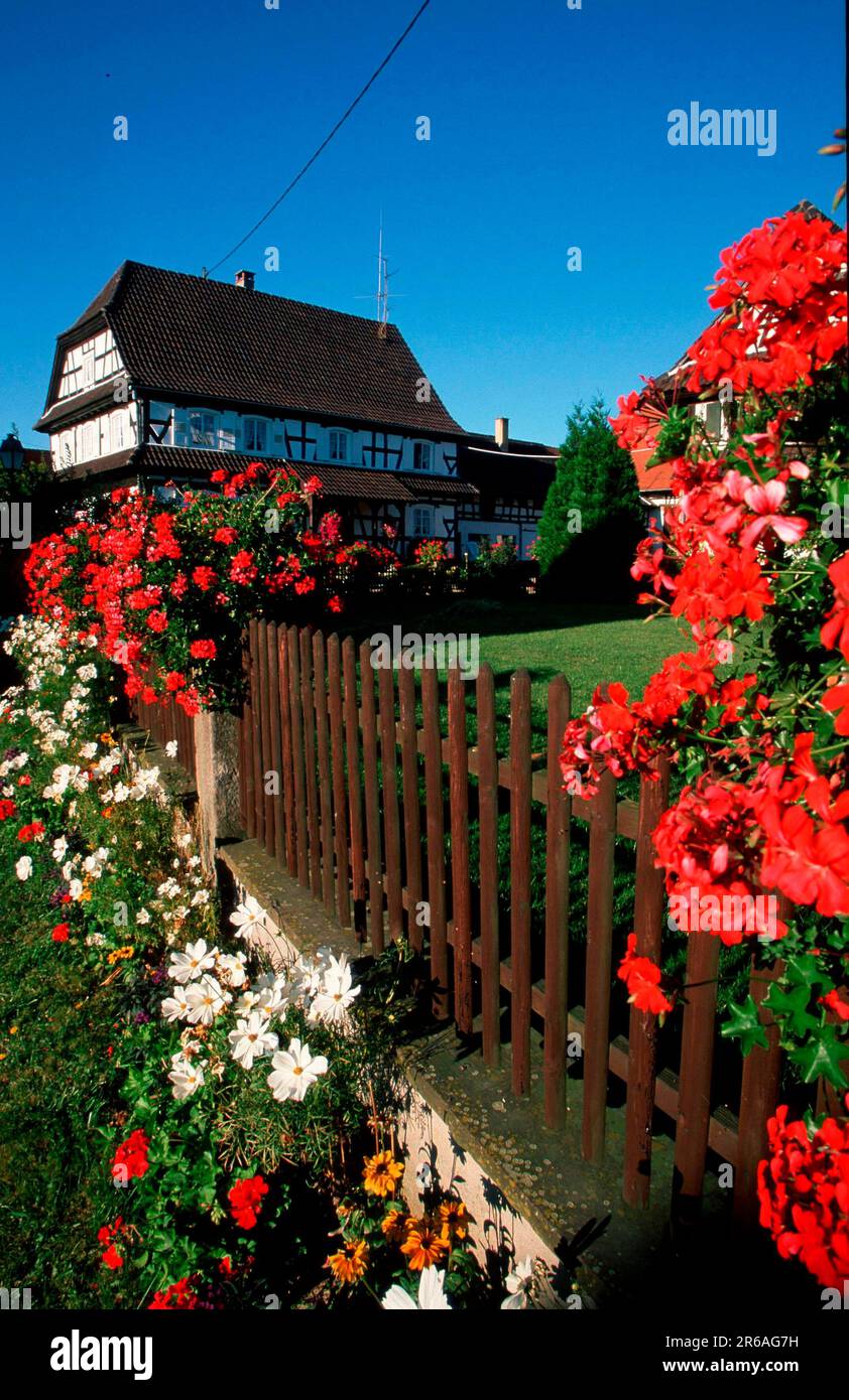 Fachwerkhaus, Hunspach, Elsass, Frankreich, Garten, Europa, Sommer, Dorf, Häuser, Blumen, Blühendes Portfolio gaerten Stockfoto