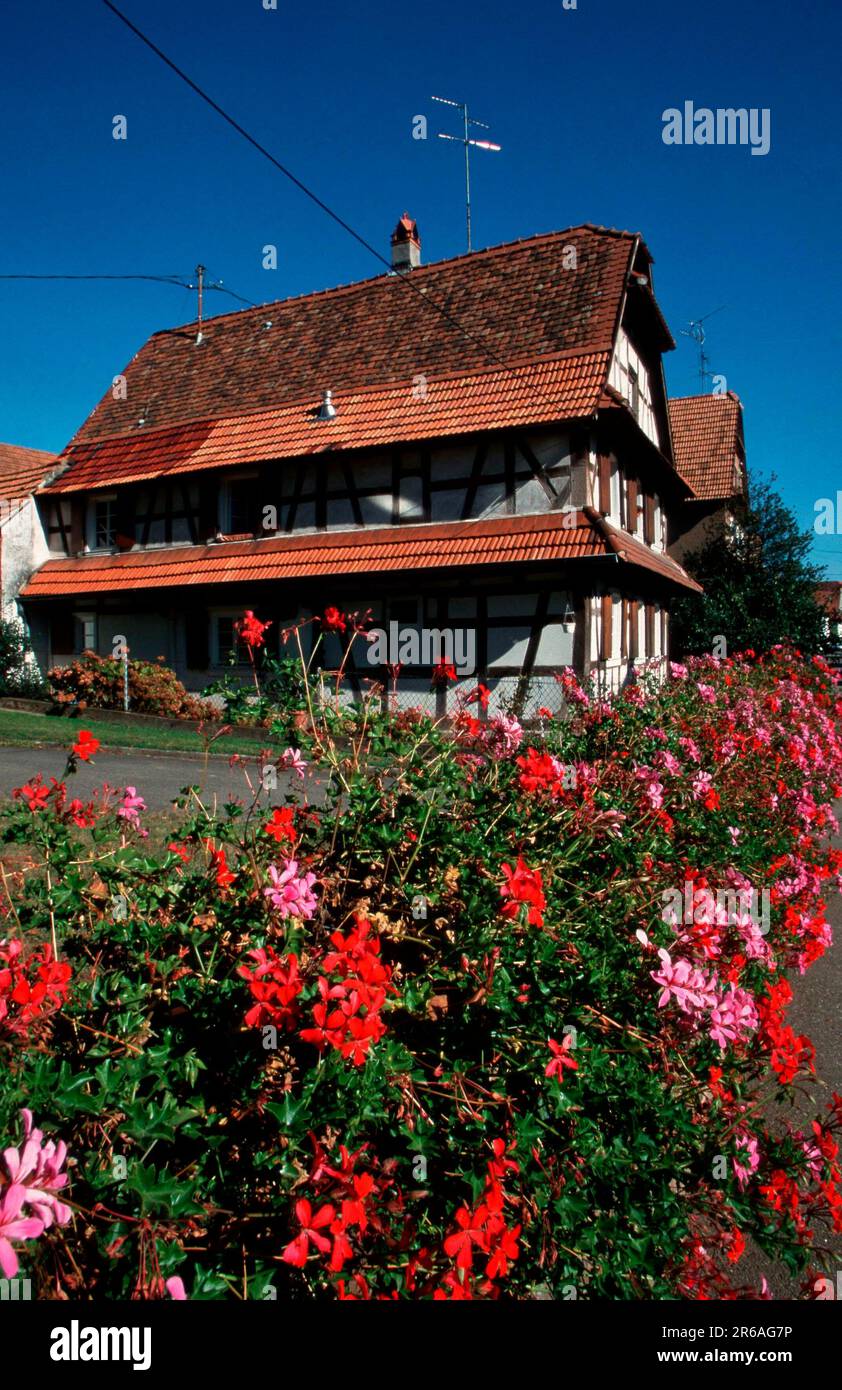 Fachwerkhaus, Hunspach, Elsass, Frankreich, Europa, Sommer, Dorf, Häuser, Blumen, Blüten Stockfoto