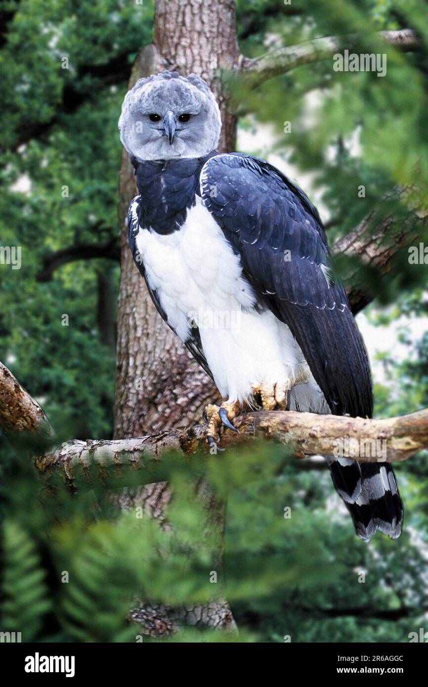 Harpyie Eagle (Harpia harpyja), Harpyie / Stockfoto