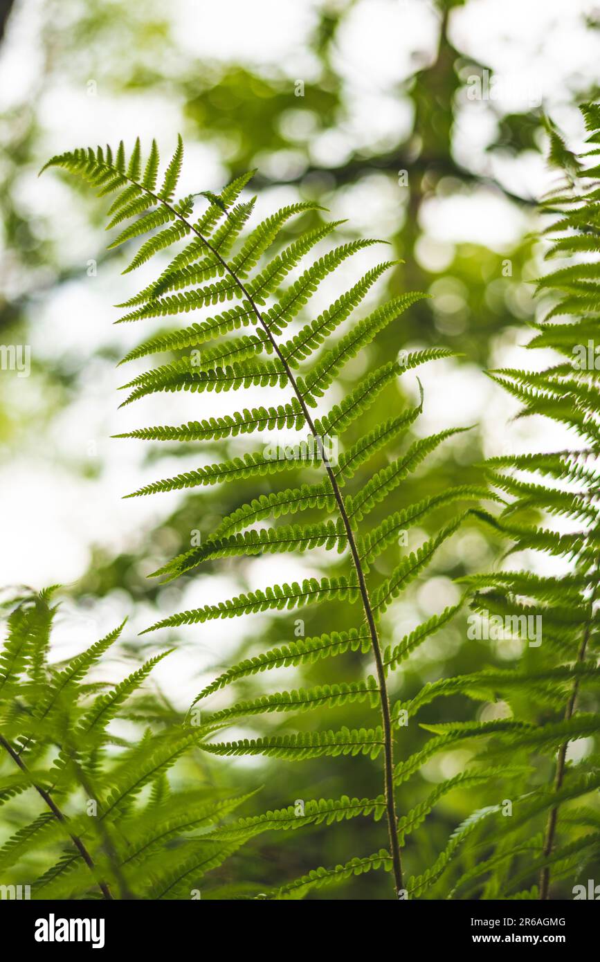 Wunderschöne Farnblattstruktur in der Natur. Natürliche Farne verschwommener Hintergrund. Farnblätter aus nächster Nähe. Farnpflanzen im Wald. Hintergrund Natur Konzept. Stockfoto