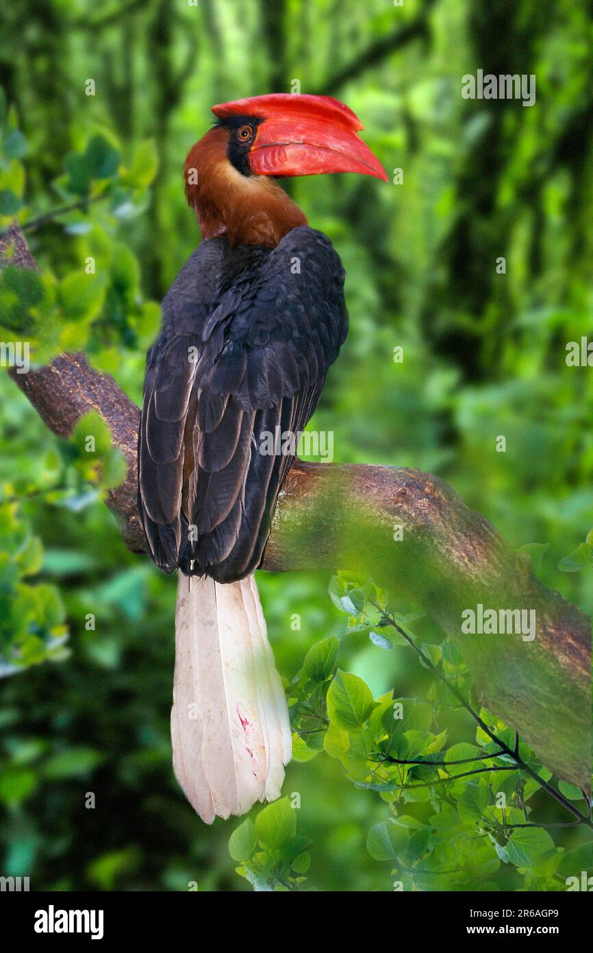 Feuerhornvogel, männlich (Buceros hydrocorax hydrocorax) Stockfoto