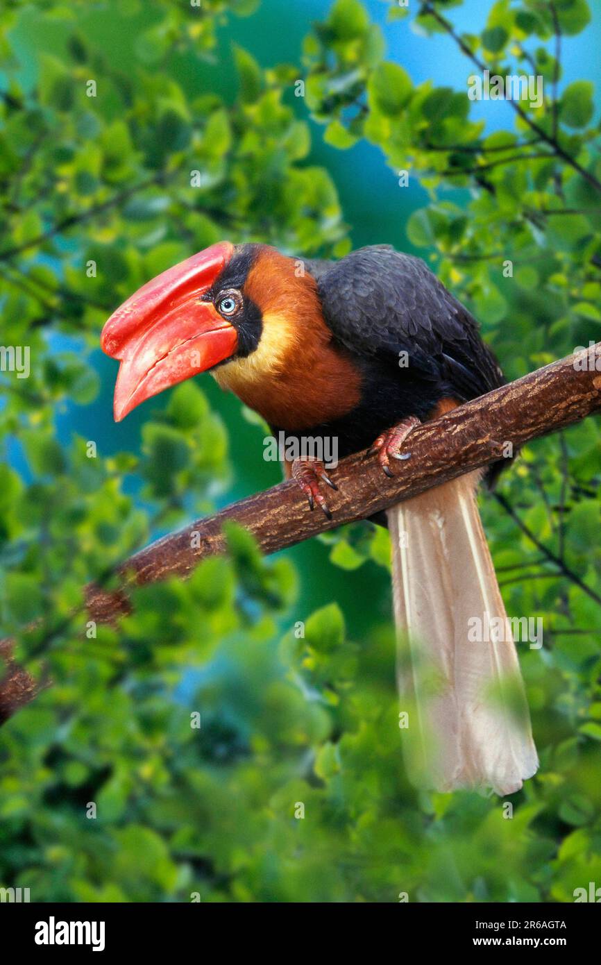 Rufous Hornbill, weiblich (Buceros hydrocorax hydrocorax) Stockfoto