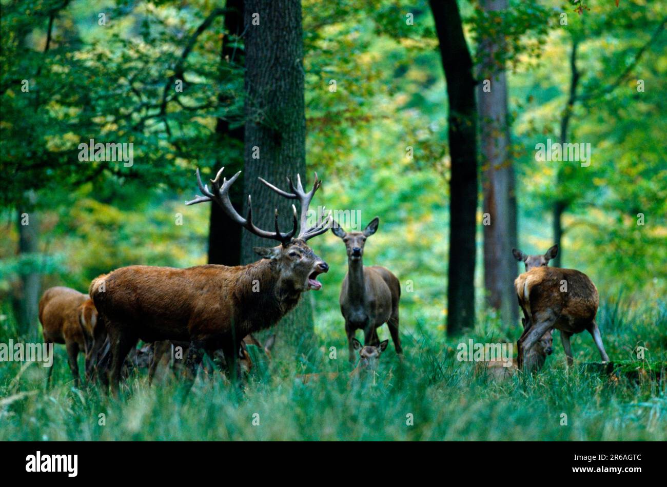 Rotwild (Cervus elaphus), Calling Male and Females, Rothirsche ...