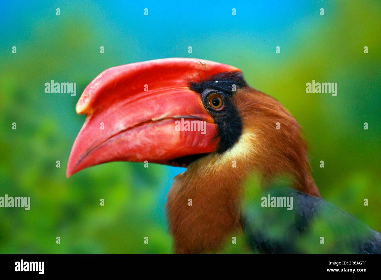 Rufous-Hornbill, männlich (Buceros hydrocorax hydrocorax) Stockfoto