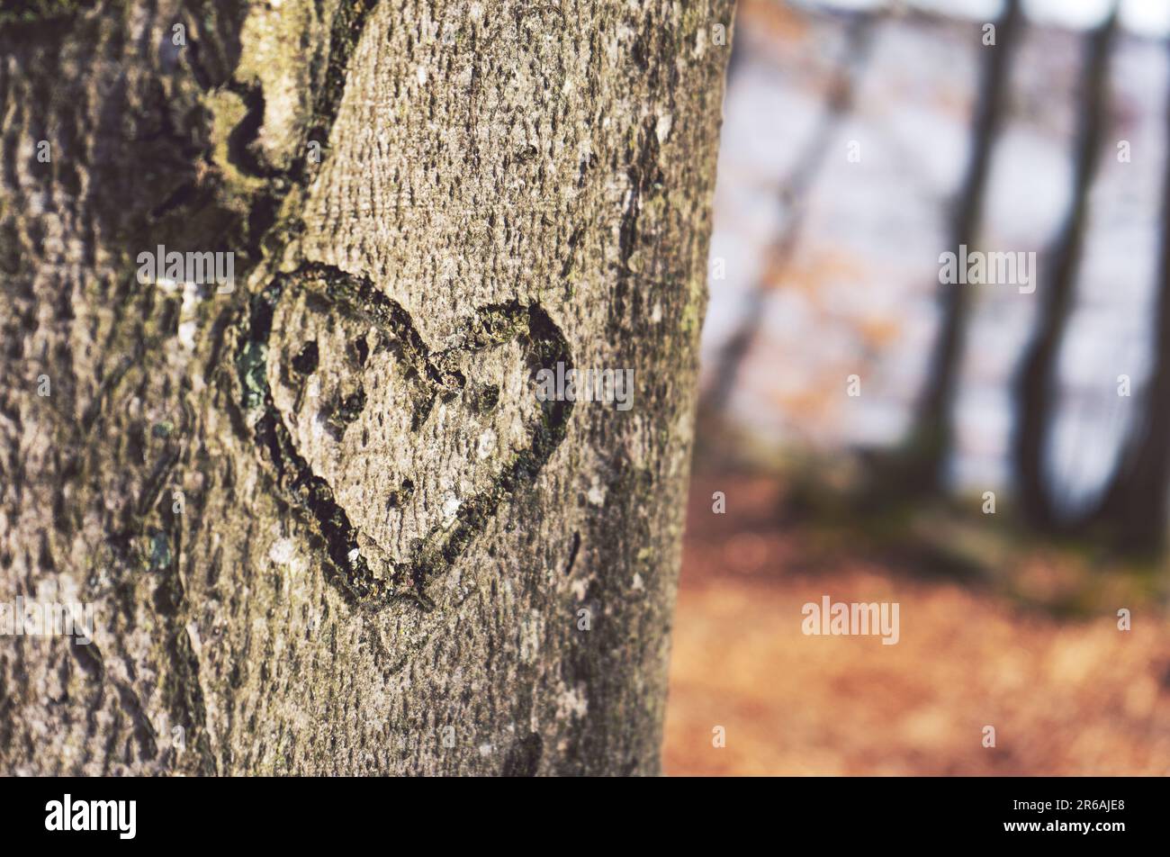 Ein Herz, das in einen Baum in der Nähe eines Sees eingraviert ist Stockfoto