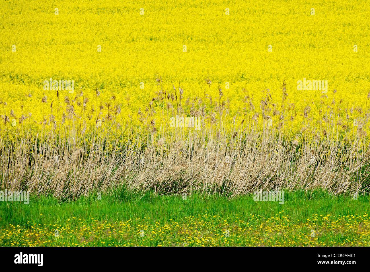 Rübsenfeld, gelbe Rapsblumen im Frühling Stockfoto