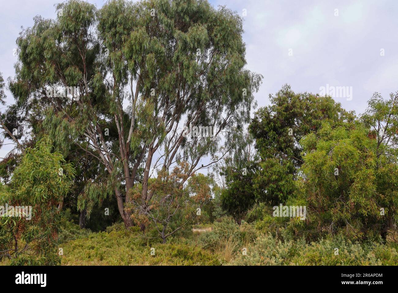 Herrlicher malerischer Blick auf üppige grüne Eukalyptusbäume in einem unberührten Buschland Stockfoto