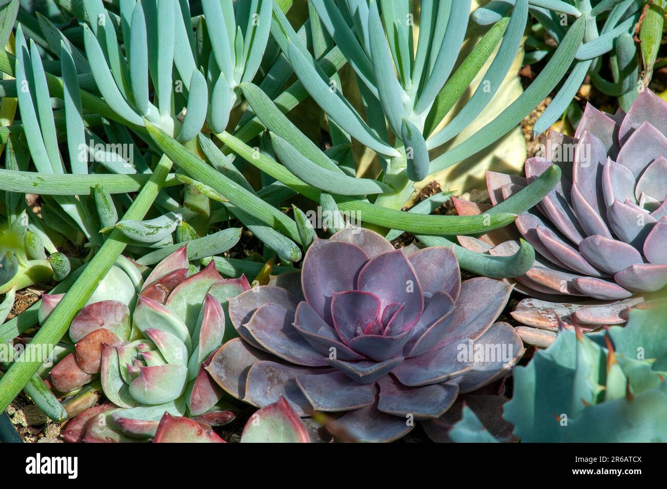 Sydney Australien, Blick auf den Sukkulenten Garten mit blauen Chalksticks und verschiedenen echeveria-Pflanzen Stockfoto