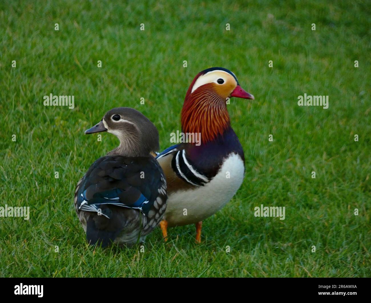 Die beiden Mandarinenenten stehen nebeneinander auf einer grünen Wiese. Stockfoto