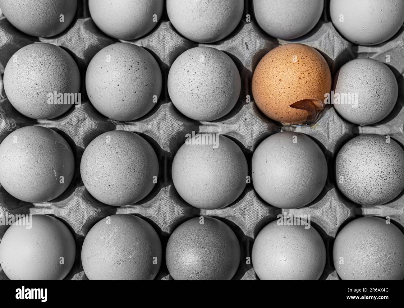 Palette Mit Frischen Eiern, Klaistow, Brandenburg, Deutschland Stockfoto