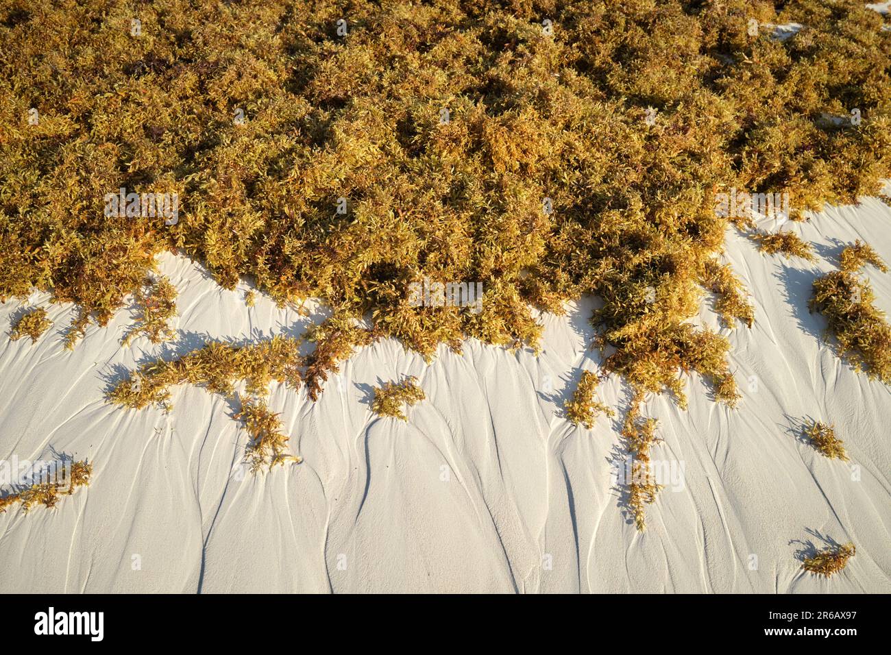 Sargassum Seetang am Strand der Puerto Morelos Yucatan Halbinsel Mexiko Stockfoto