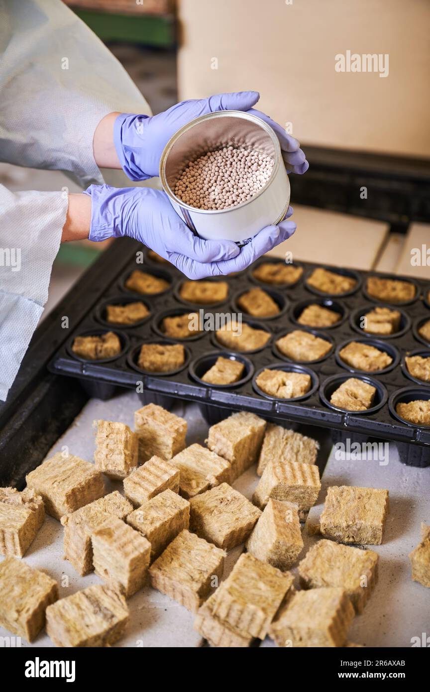 Gärtnerin, die Samen im Gewächshaus pflanzt. Nahaufnahme von weiblichen Händen, die Pflanzensamen über modulare Kunststoffschale halten, mit Bodenschwammstopfen in Zellen. Stockfoto