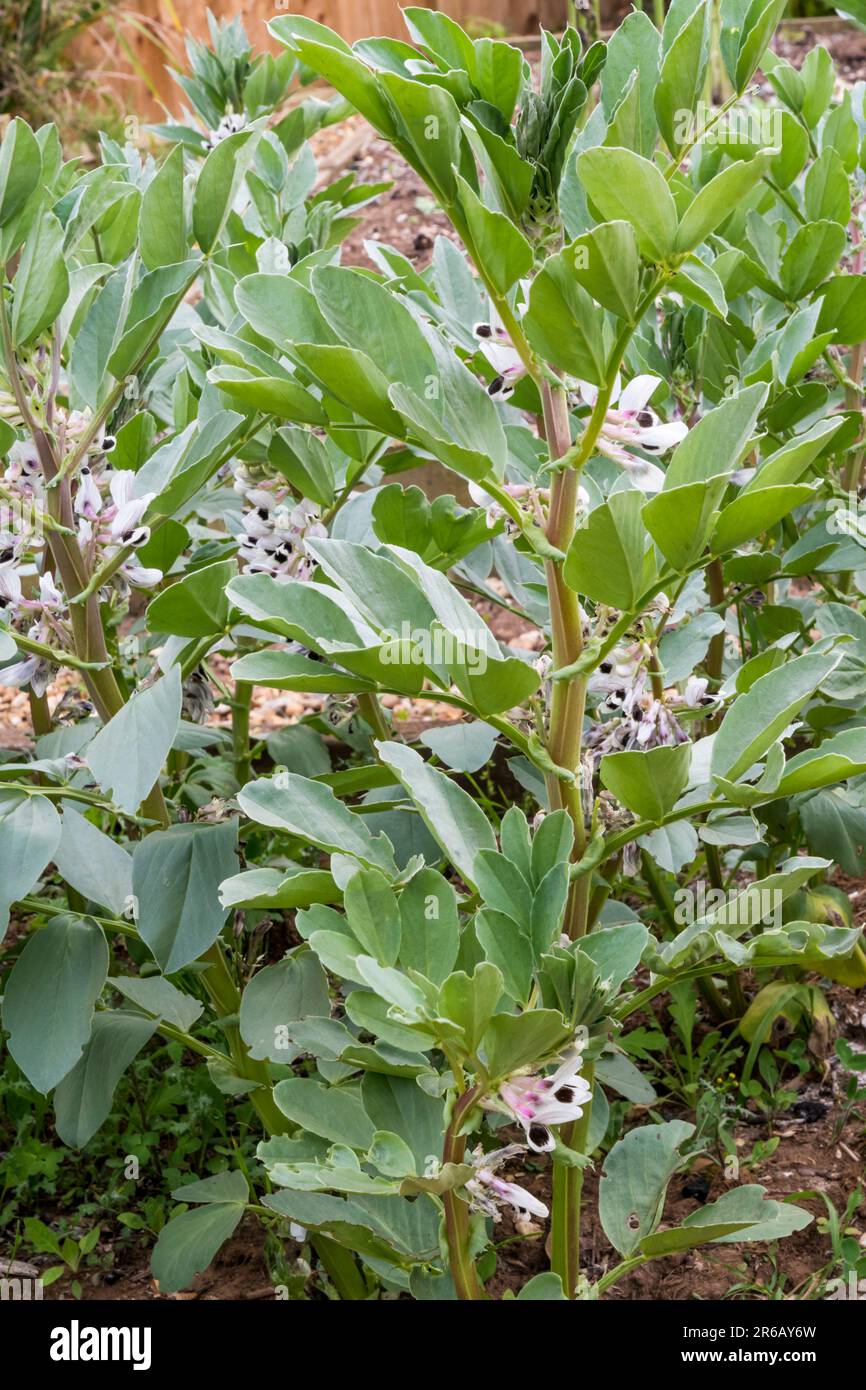 Brotbohnen anbauen, Vicia faba „Bunyards Exhibition“. Stockfoto