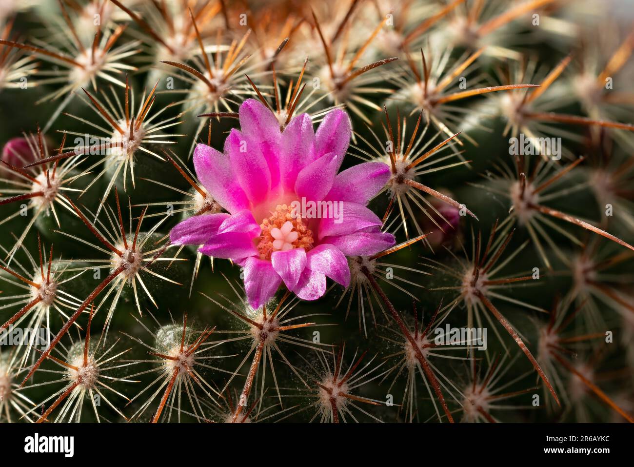 Kleiner rosa Kaktus - Mammillaria-Arten - Blume, Nahaufnahme Makrodetails Stockfoto