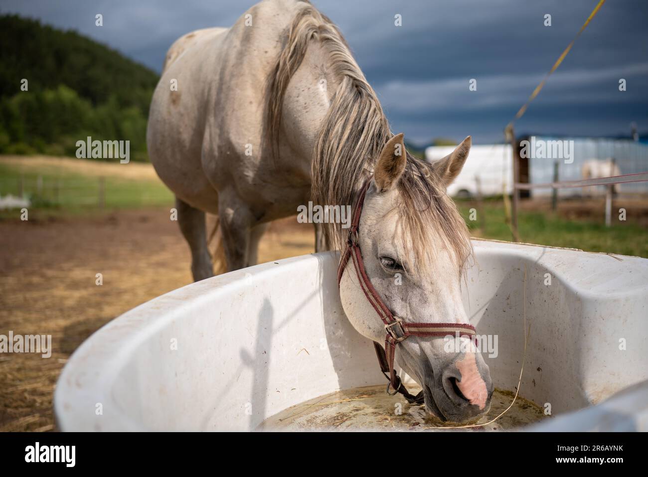 Weißes arabisches Pferd trinkt Wasser aus einer alten Plastikbadewanne auf dem Bauernhof, Nahaufnahme mit vielen Details Stockfoto