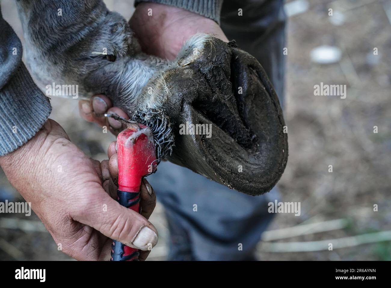 Der männliche Farrier reinigt den PferdehUF mit einem kleinen Pinsel aus Metall, bevor er ein neues Hufeisen aufträgt. Nahaufnahme von Details zu Händen, die nasse Tierfüße halten Stockfoto