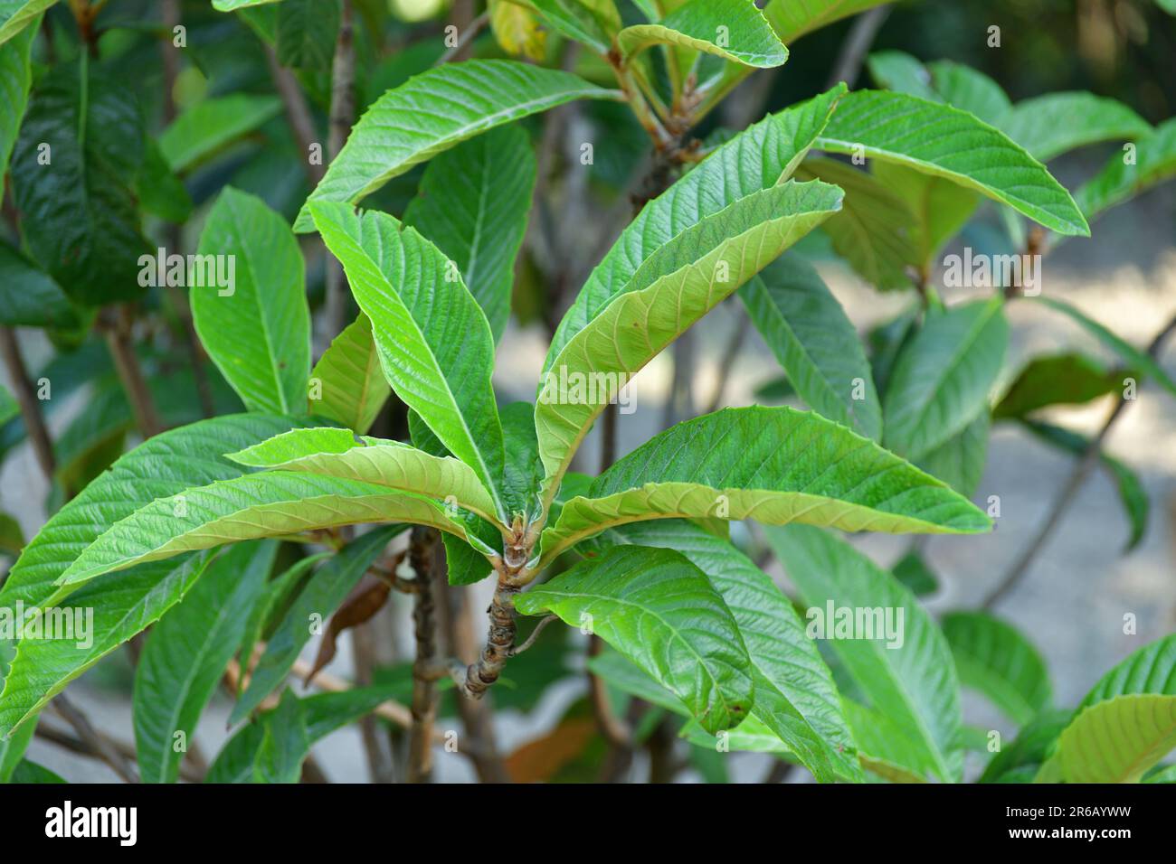 Japanische Mispel ist ein immergrüner Obstbaum Stockfoto