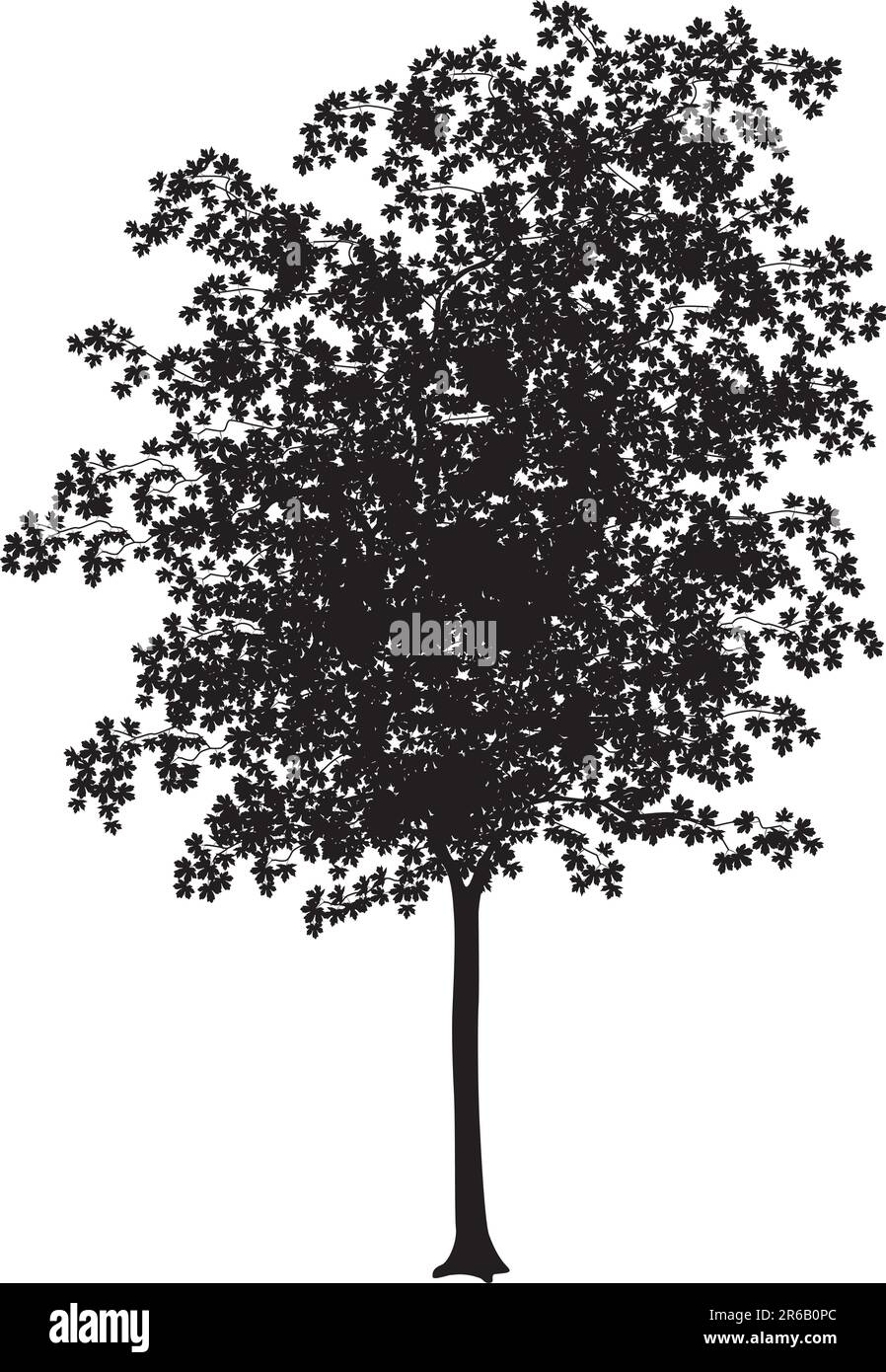 Detaillierte Vektordarstellung einer jungen Ahornbaumsilhouette Stock Vektor