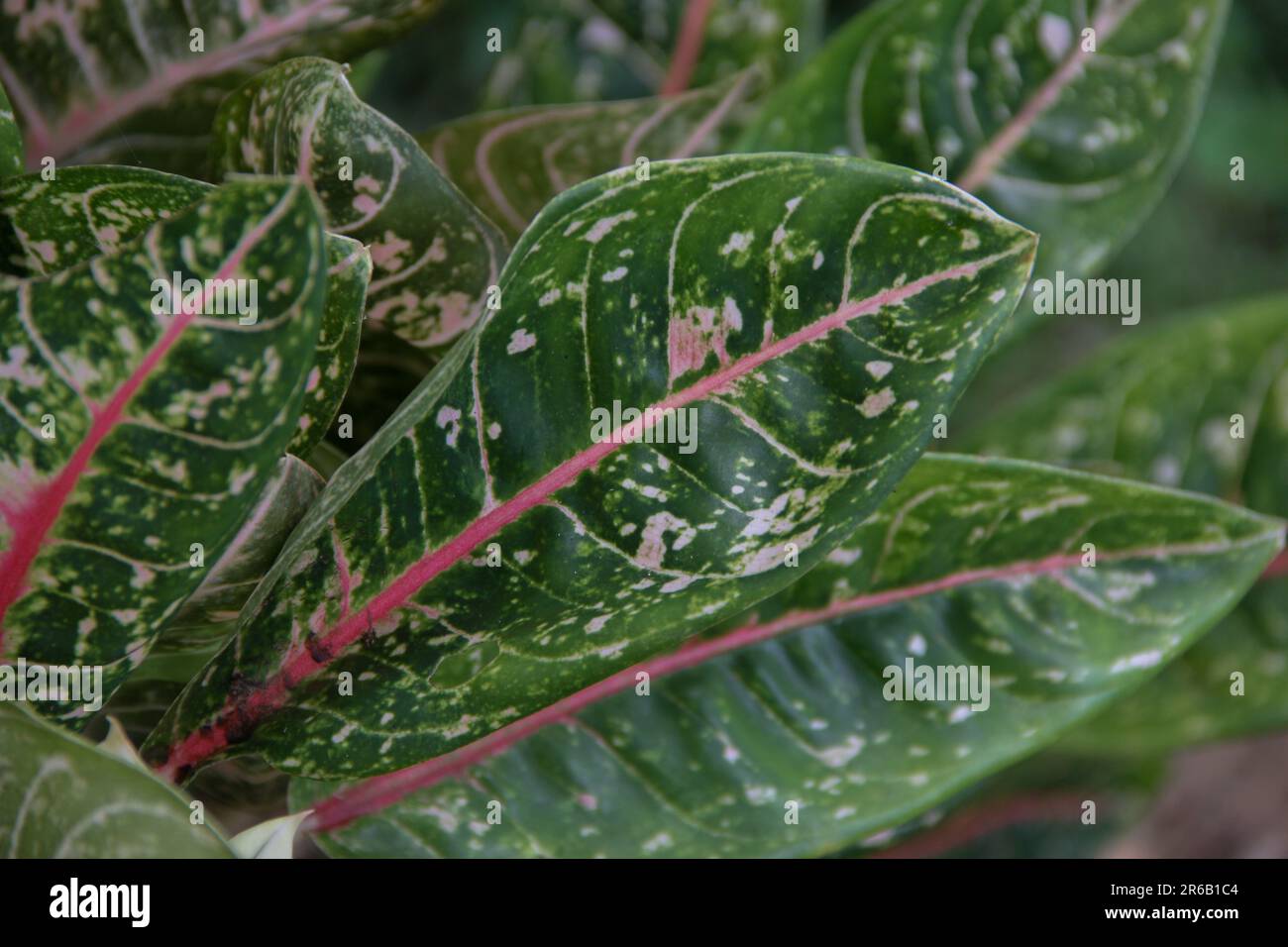 Aglaonema Dona Carmen. Tropischer Zierpflanzenhintergrund. Stockfoto