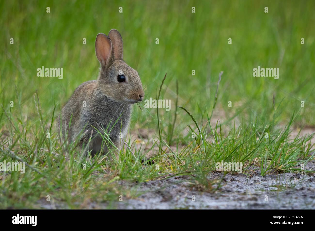 Kaninchen (Oryctolagus cuniculus) am Ufer des Golden Loch, Fife, Schottland, Vereinigtes Königreich. Stockfoto