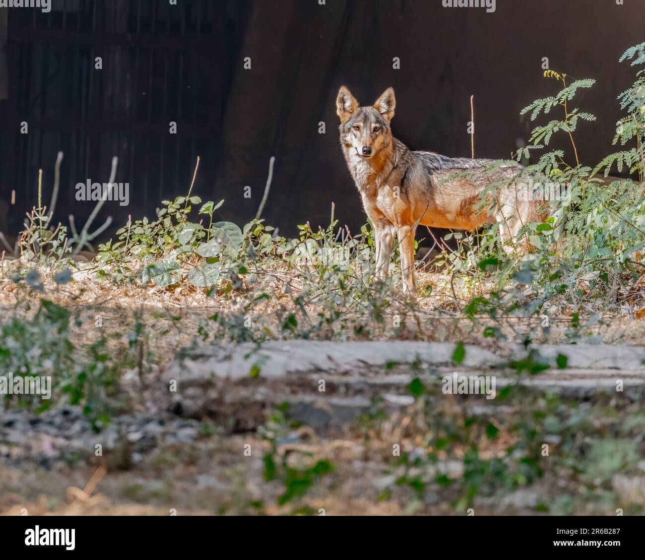 Ein einsamer Kojote steht am Rand eines dichten Waldes und blickt in die Ferne Stockfoto