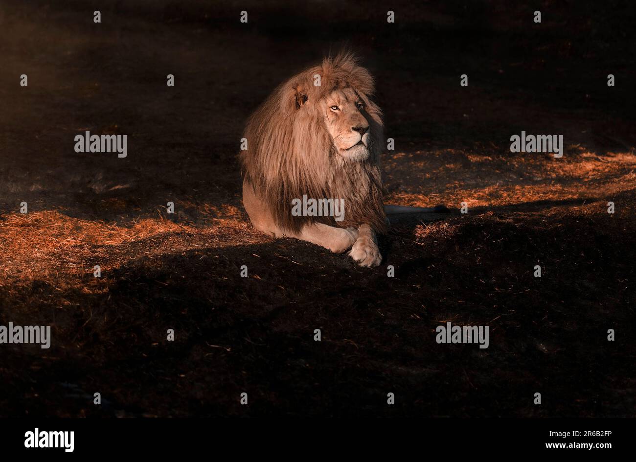 In der Sonne baden. Südafrika: DIESE IMPESSIVE-Fotos zeigen den Löwenkönig Major, der für die Kamera posiert, während er sich in der untergehenden Sonne sonnt, bis er ru war Stockfoto