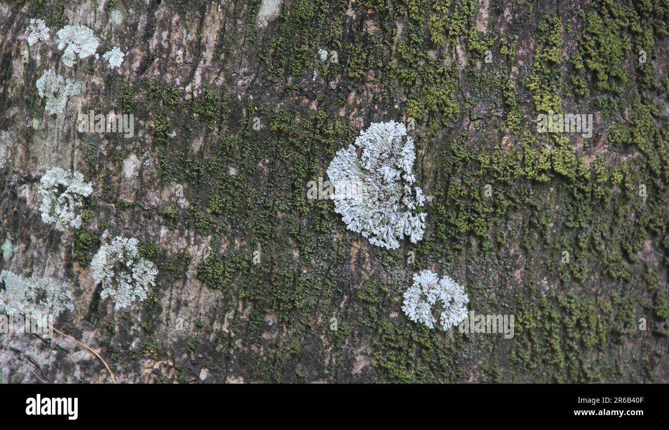 Flechten auf Bäumen. Grüne Moosflechten auf der Oberfläche der Baumrinde Stockfoto