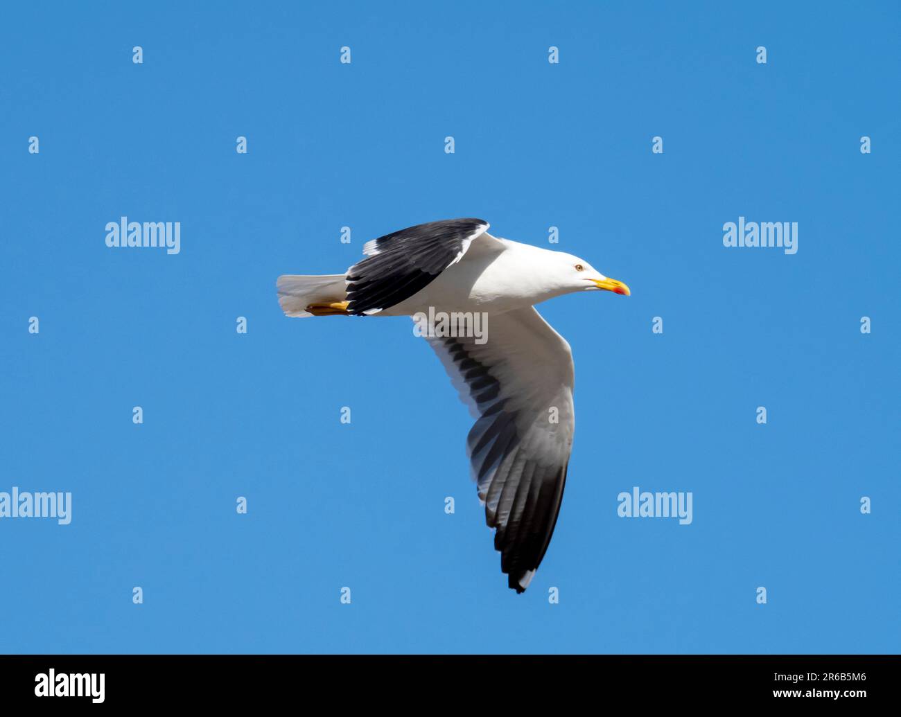 Larus Marinus in Hodbarrow an der Küste von Cumbria, Großbritannien. Stockfoto