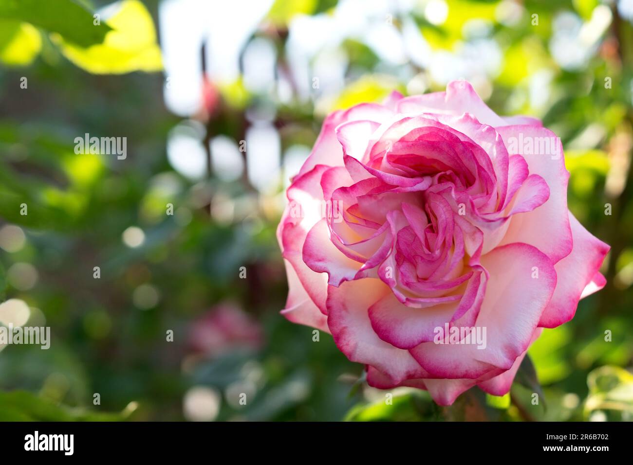 Rosa Rose im Garten, Rosenbusch, draußen Stockfoto