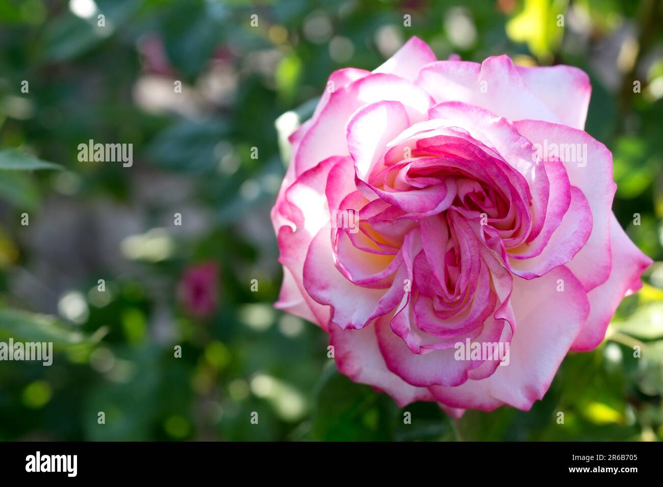 Rosa Rose im Garten, Rosenbusch, Natur Stockfoto