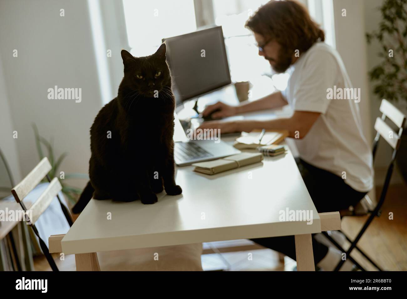 Schwarze Katze sitzt im Hintergrund eines Mannes, der von zu Hause aus an einem Computer arbeitet Stockfoto