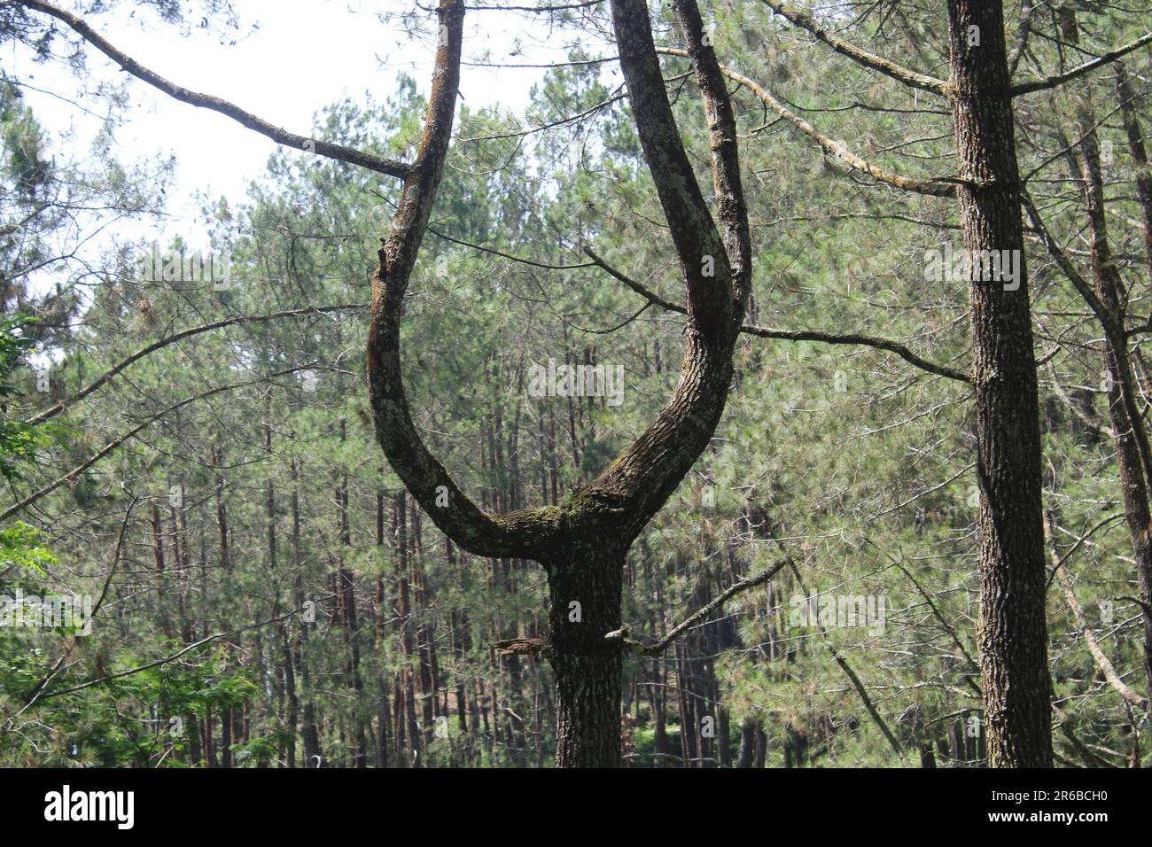 Eine wunderschöne Kiefer in Indonesien im Land Tasikmalaya Stockfoto