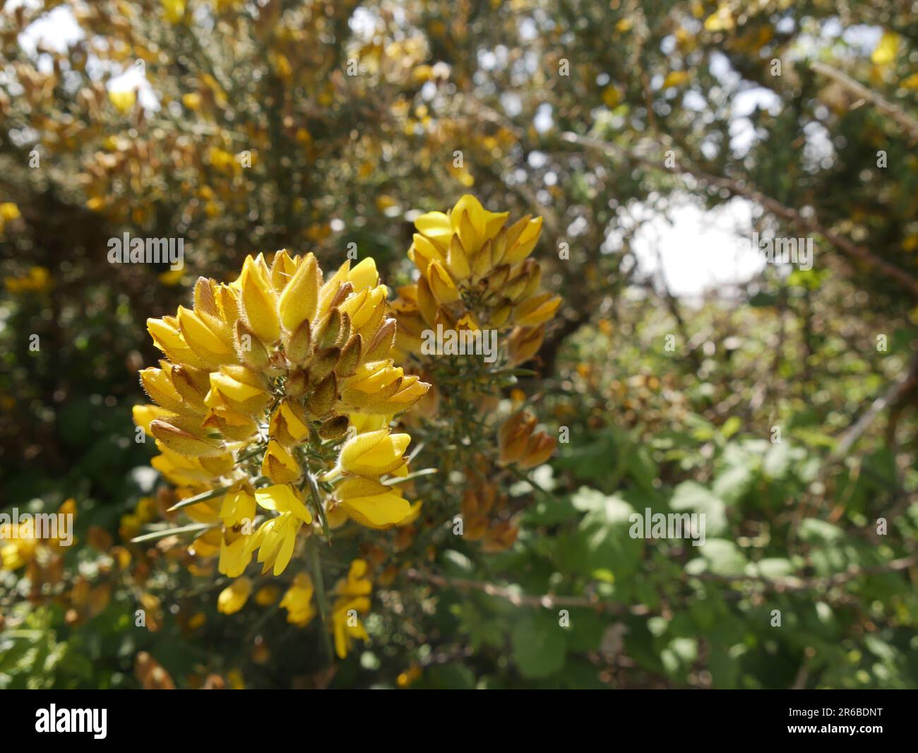 Gelbliche Ginster-Blüten, ein Symbol der bretagne. Ulex europaeus blühende Sträucher Detail und Nahaufnahme. Whin, wilder, ungezüchteter Thronstrauch in Blüte Stockfoto