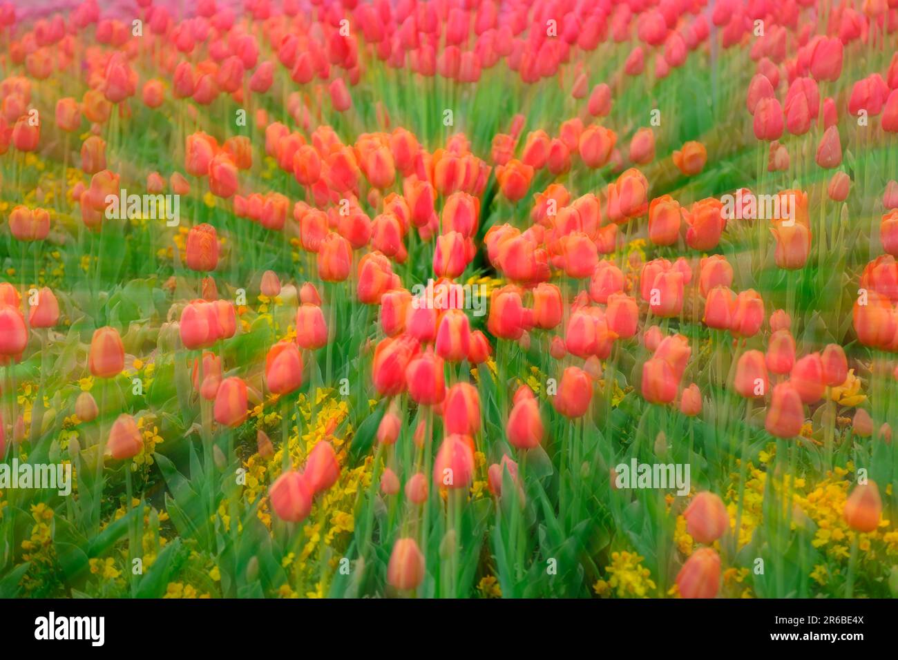 Farbenfrohe Tulpen wachsen beim Tulpenfest im Frühling schöne Farben auf zarten Blumen zoomen Unschärfe Stockfoto