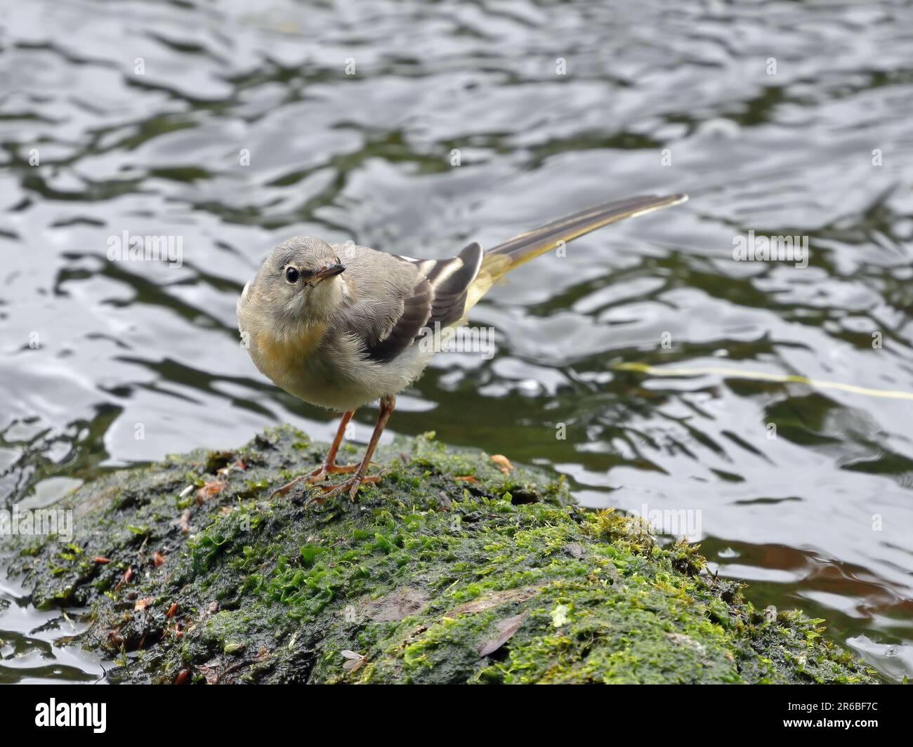 Ein junger Grauschwanzschwanz (motacilla cinerea) Stockfoto