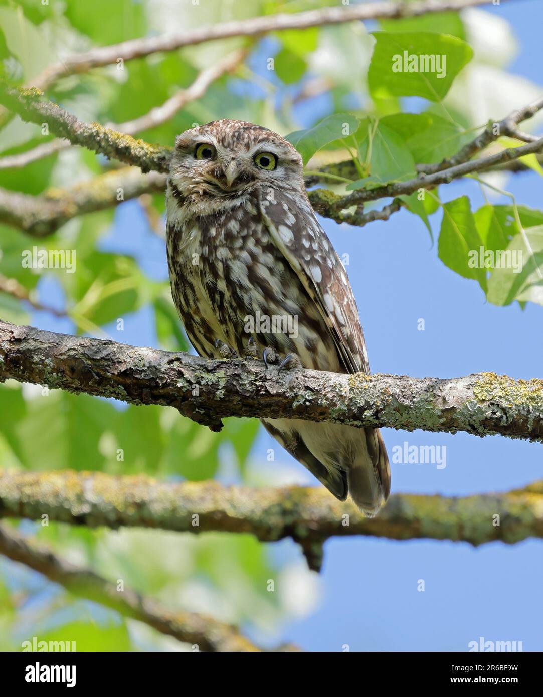 Steinkauz (Athene Noctua) Stockfoto