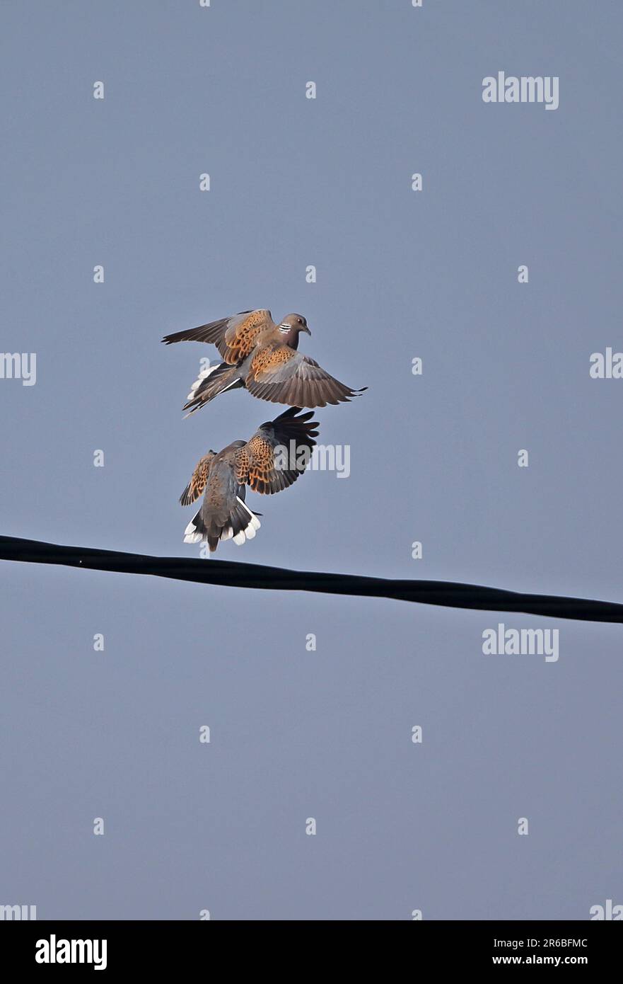 Europäische Schildkrötentaube (Streptopelia turtur) Territorialstreit, zwei Männer kämpfen gegen Eccles-on-Sea, Norfolk Mai Stockfoto