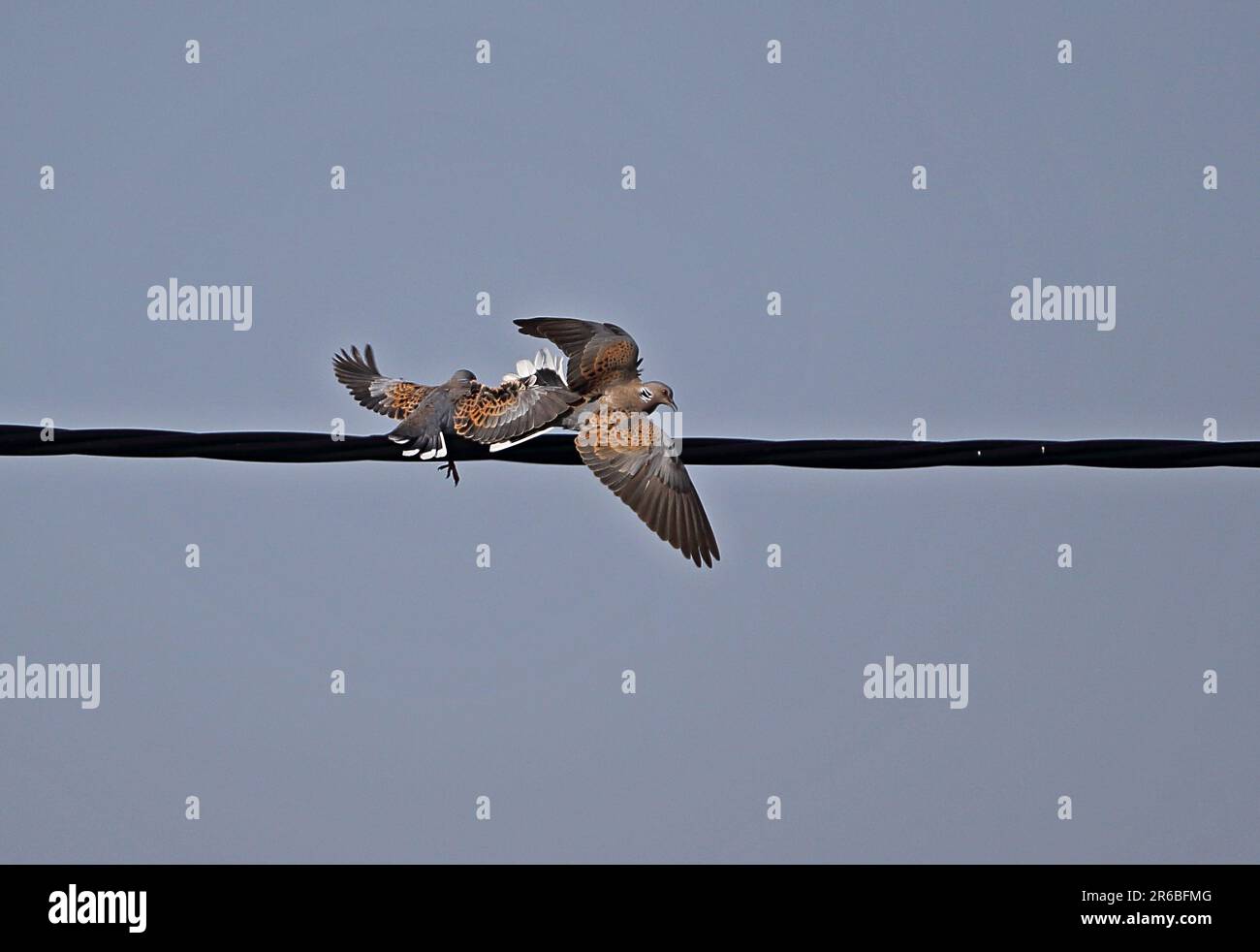 Europäische Schildkrötentaube (Streptopelia turtur) Territorialstreit, zwei Männer kämpfen gegen Eccles-on-Sea, Norfolk Mai Stockfoto